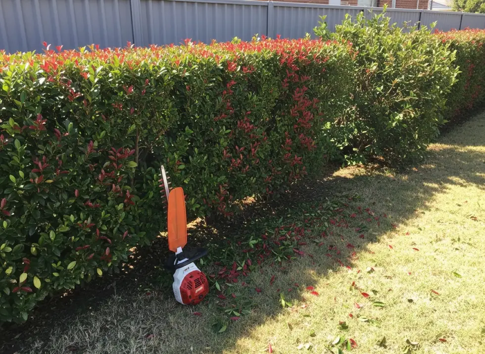 C&J hedge trimming, freshly cut photinia